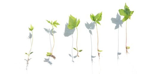 Small Daily Habits That Help You Thrive