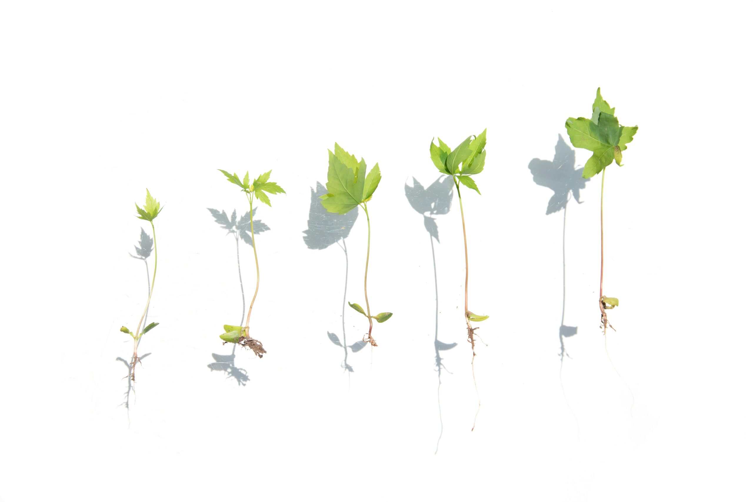 Small Daily Habits That Help You Thrive