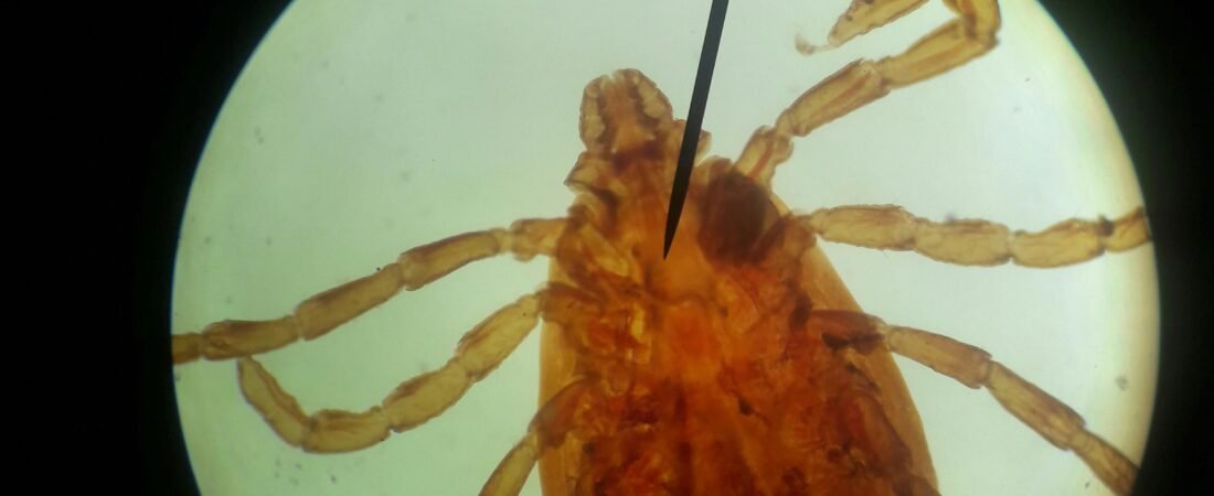 2026 Is Shaping Up to Be One of the Worst Tick Seasons Ever. Here’s What You Need to Know