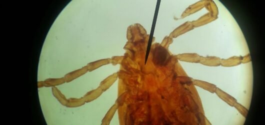 2026 Is Shaping Up to Be One of the Worst Tick Seasons Ever. Here’s What You Need to Know
