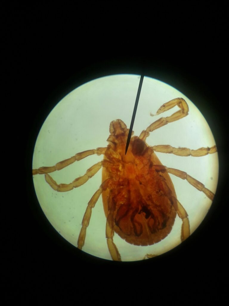 2026 Is Shaping Up to Be One of the Worst Tick Seasons Ever. Here’s What You Need to Know