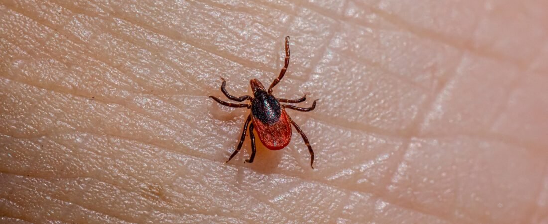 Could Drinking This Tea Actually Keep Ticks Away? What You Need to Know About Cistus Incanus