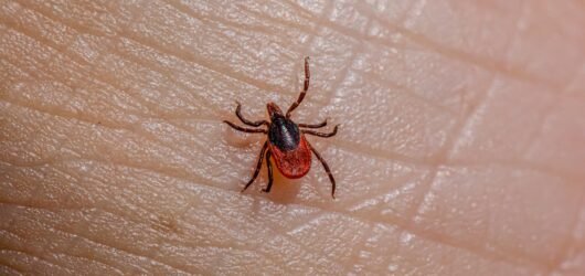 Could Drinking This Tea Actually Keep Ticks Away? What You Need to Know About Cistus Incanus