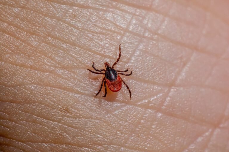 Could Drinking This Tea Actually Keep Ticks Away? What You Need to Know About Cistus Incanus